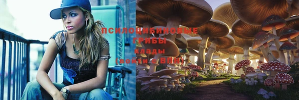 сатива Аркадак